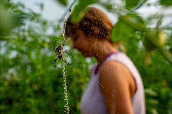  在温室里，一个人走过一只结在网上的蜘蛛.